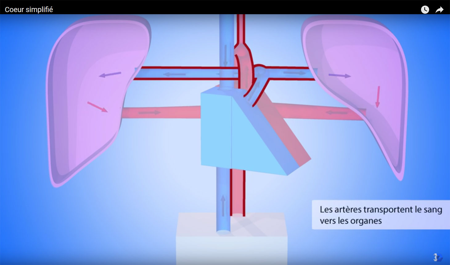 Animation 3D coeur simplifié