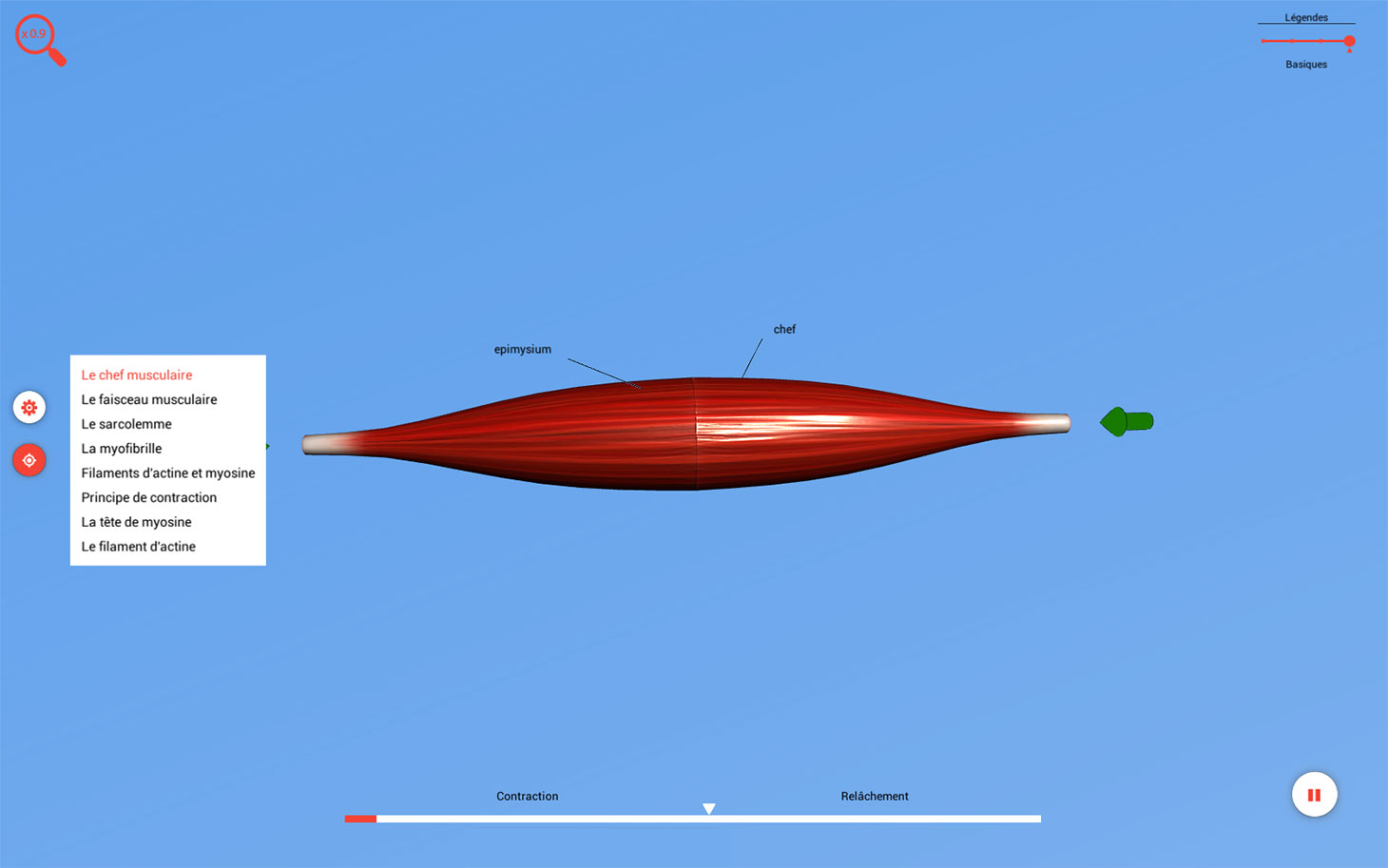 Modèle 3D - Contraction musculaire