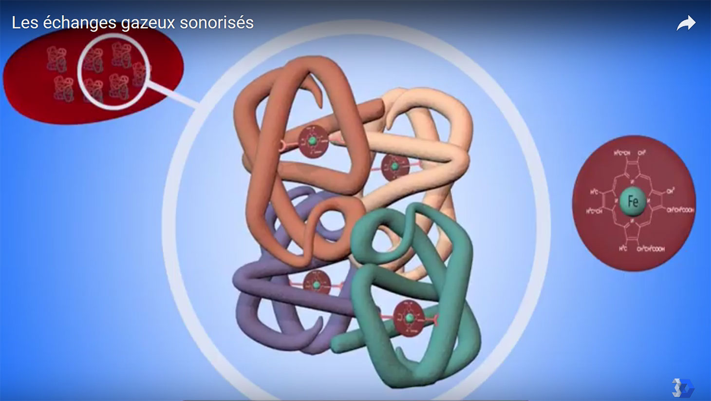 Animation 3D échanges gazeux