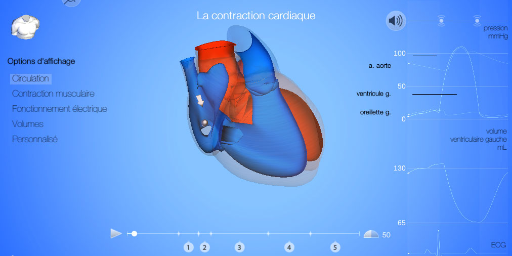 Modèle 3D Révolution cardiaque