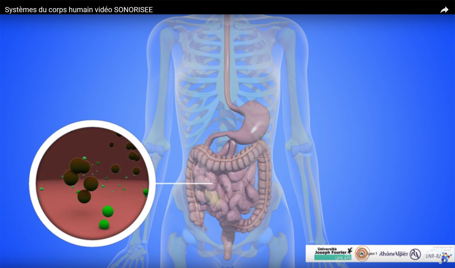 Animation 3D Systèmes du corps humain sonorisée