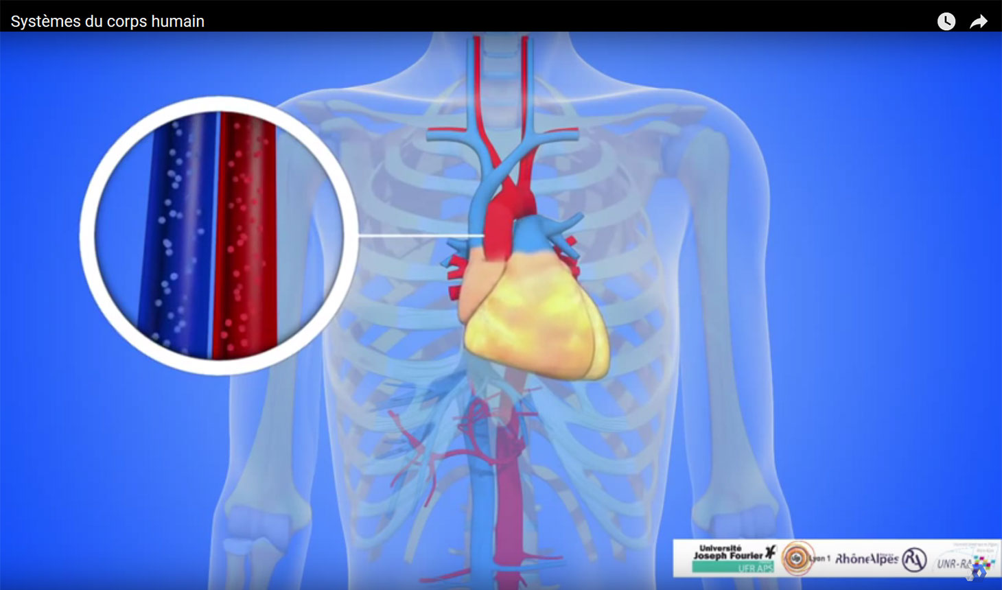 Animation 3D Systèmes du corps humain